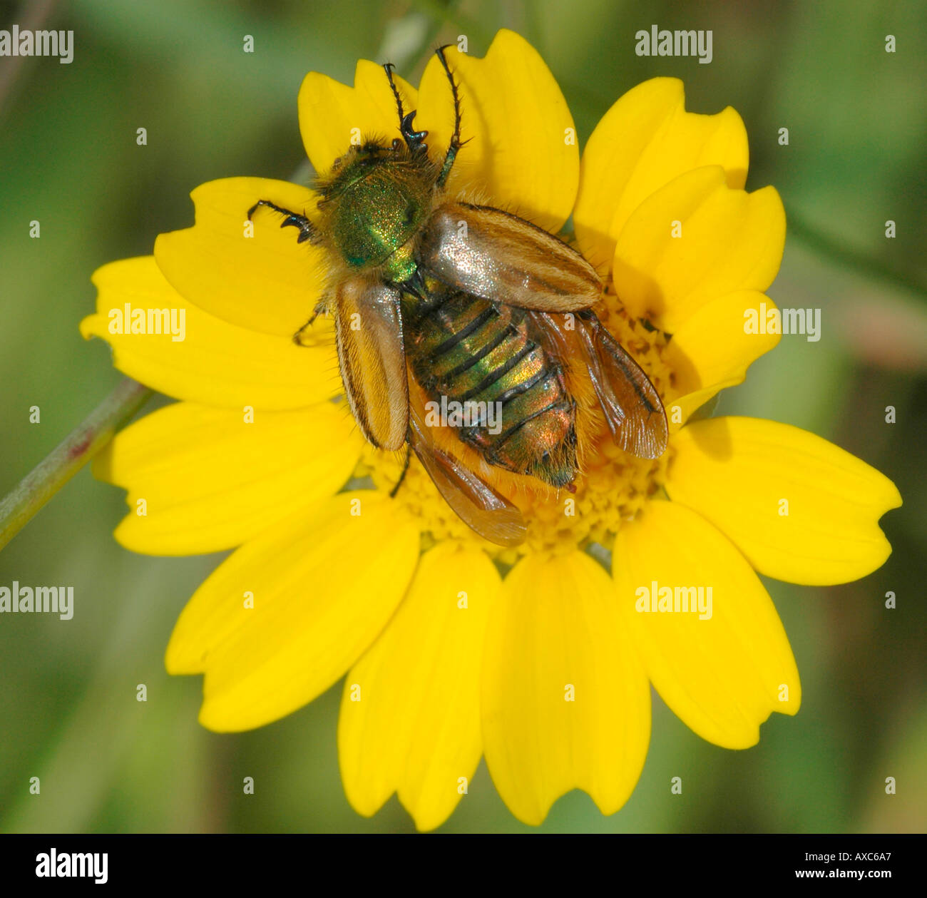 Beetle sul fiore giallo Foto Stock