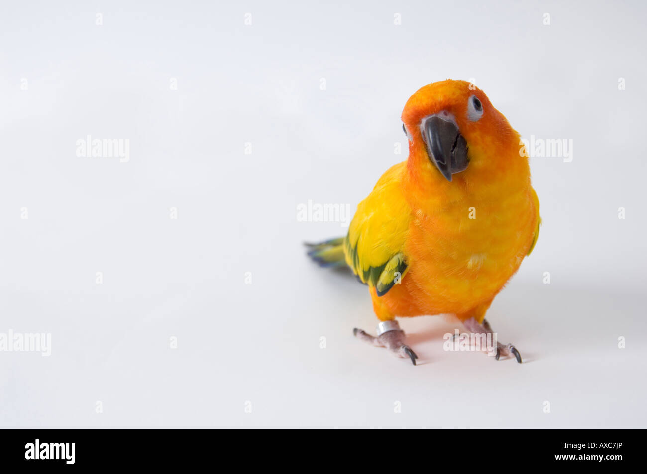 Piccolo pappagallo - un sun conure stand con la testa leggermente inclinata, che appare curioso, contro uno sfondo bianco. Foto Stock