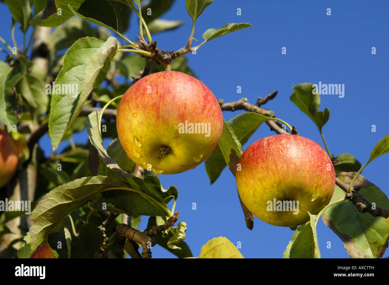 Melo (Malus domestica 'Pinova', Malus domestica Pinova), le mele in corrispondenza di un albero, Germania Foto Stock