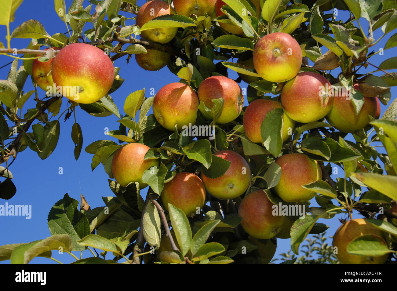 Melo (Malus domestica 'Braeburn', Malus domestica Braeburn), le mele in corrispondenza di un albero, Germania Foto Stock