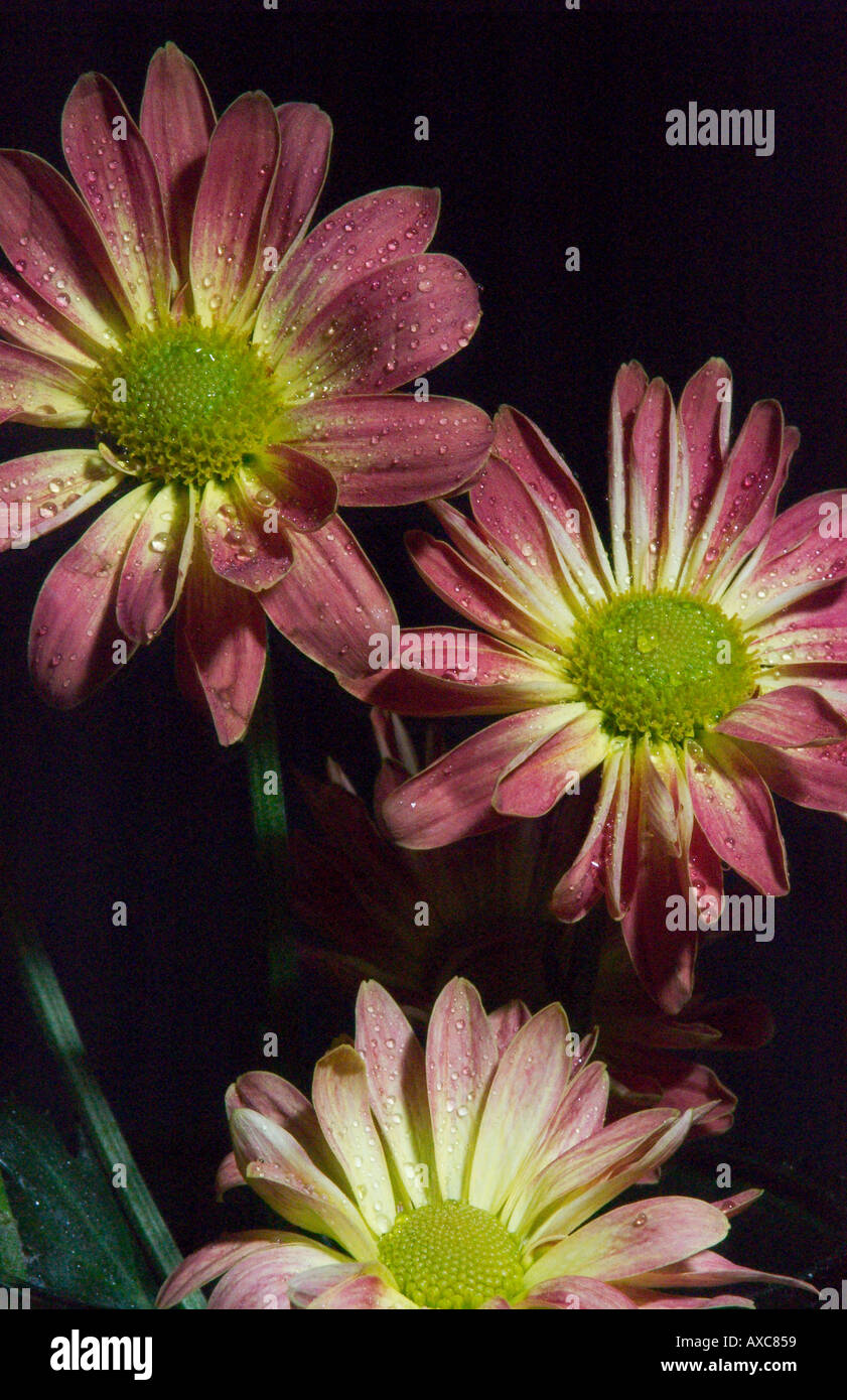 Studio ancora in vita di rosa e viola margherite Foto Stock