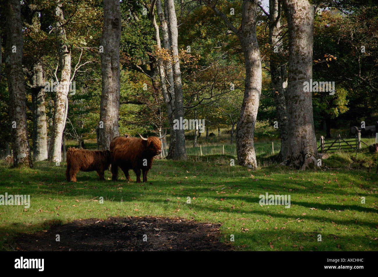 Adulto e di vitello, Highland bovini, a nord-ovest della Scozia Ross and Cromarty, Regno Unito, Europa Foto Stock