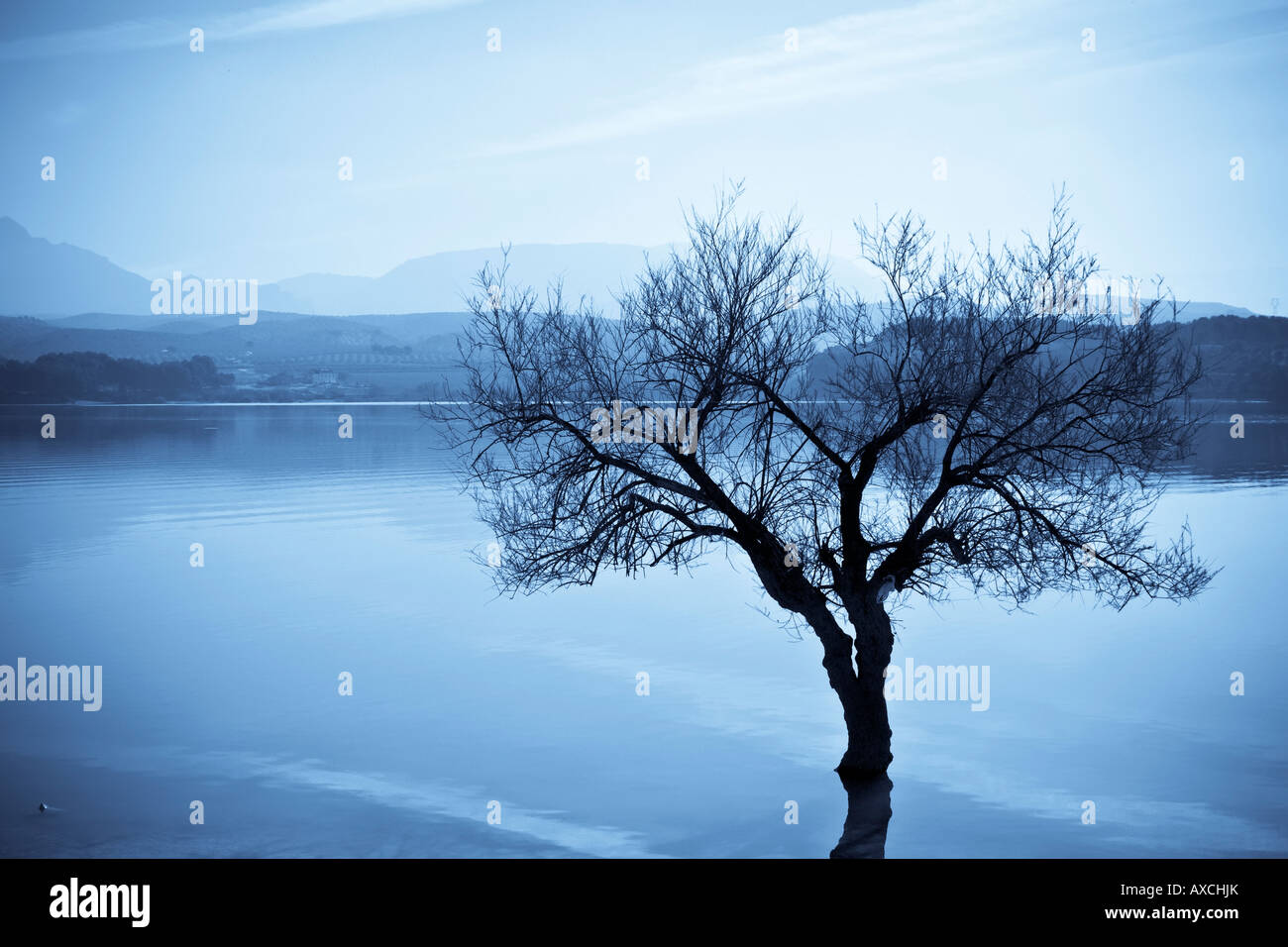 Albero morto nel lago nei toni del blu Foto Stock