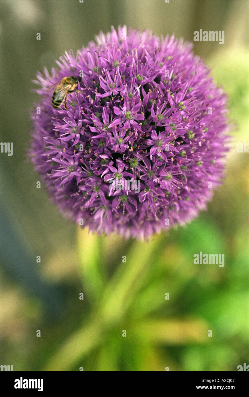 Un miele delle api SU UN ALLIUM fiorisce in un giardino nel DORSET REGNO UNITO Foto Stock