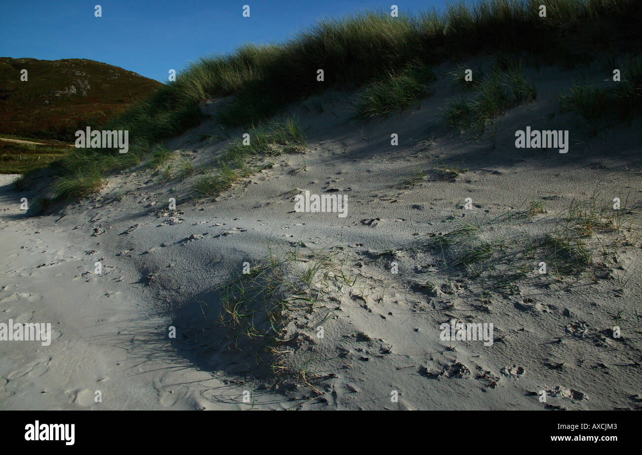 Machair, ruvida di erba che è piantato in un tentativo di ridurre erosione di dune di sabbia, a nord-ovest della Scozia, Regno Unito, Scozia Europa Foto Stock