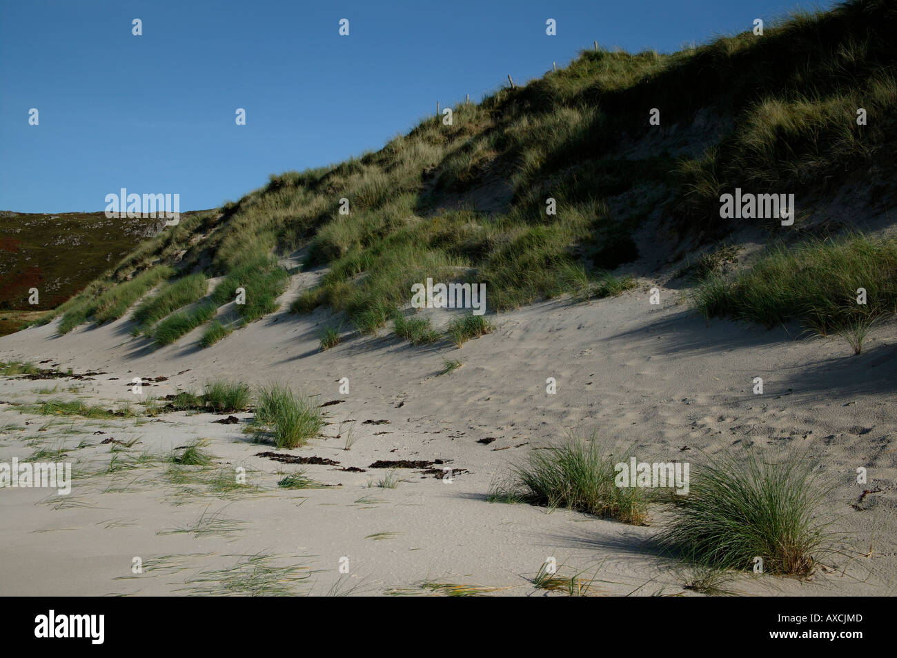 Machair, ruvida di erba che è piantato in un tentativo di ridurre erosione di dune di sabbia, a nord-ovest della Scozia, Regno Unito, Scozia, Europa Foto Stock