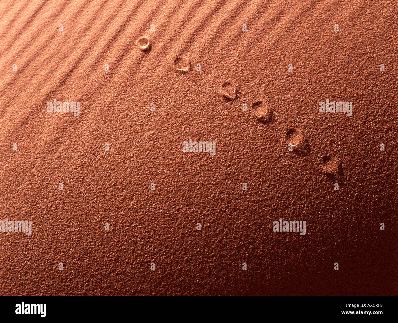 Animale via nel deserto di Merzouga Marocco Foto Stock