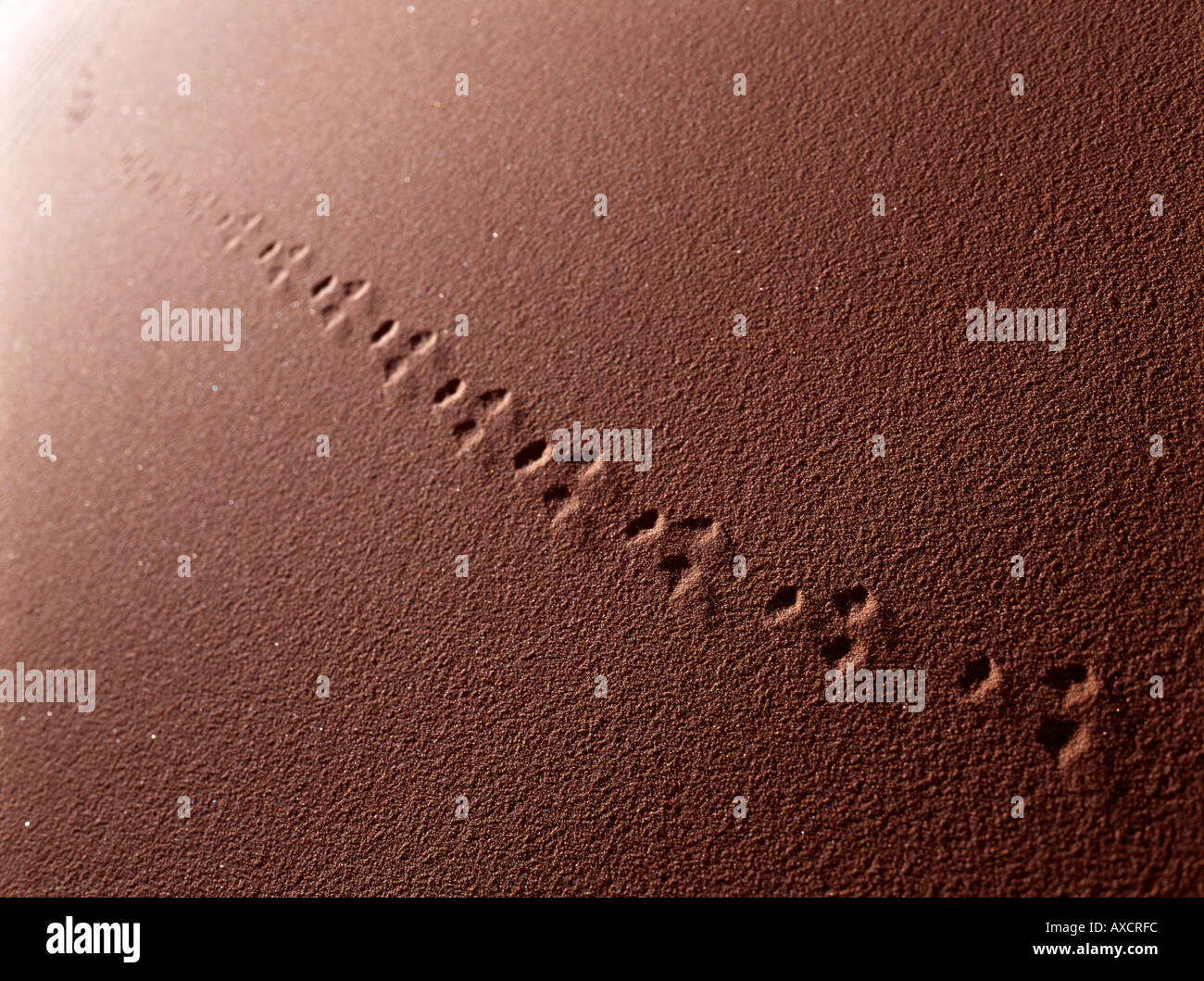 Animale via nel deserto di Merzouga Marocco Foto Stock