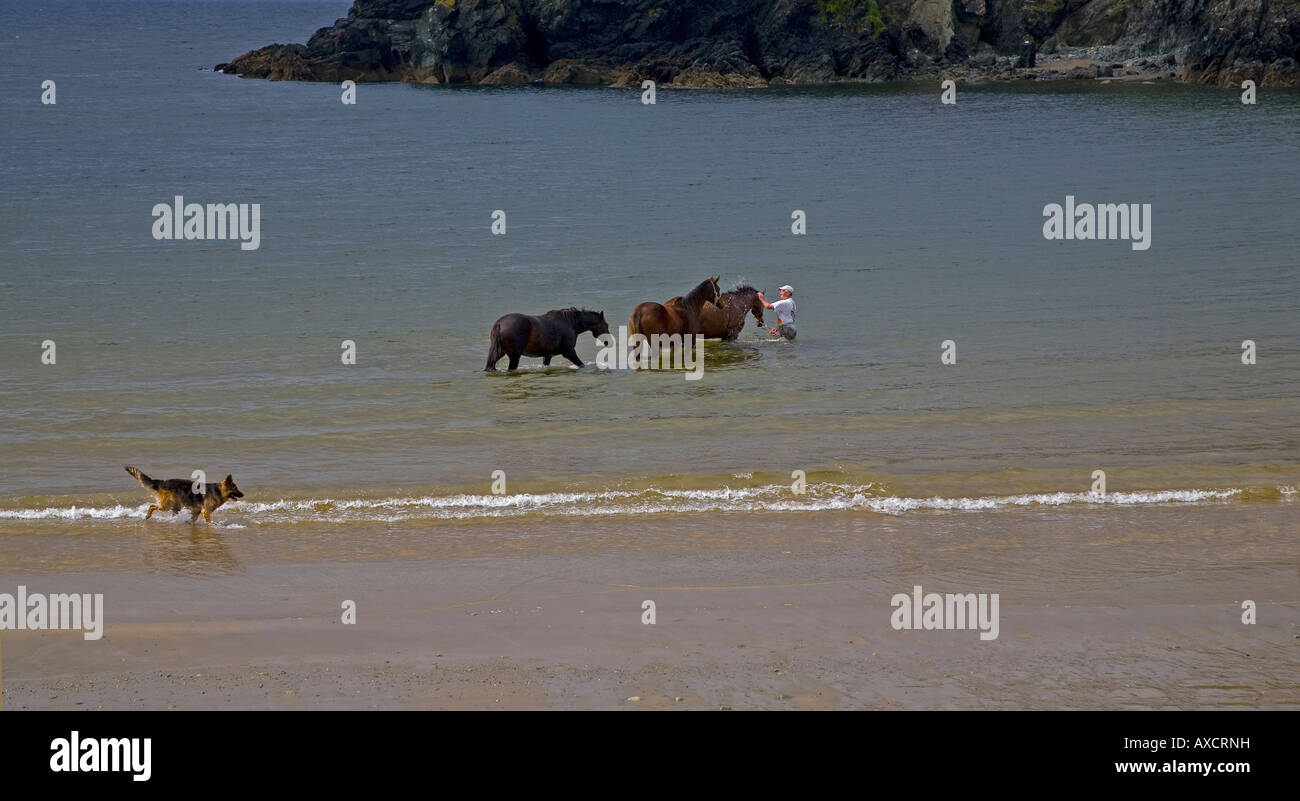 Camminare un cavallo ferito in mare per acqua di sale terapia, Dunabrattin Cove, il rame Costa, nella contea di Waterford, Irlanda Foto Stock