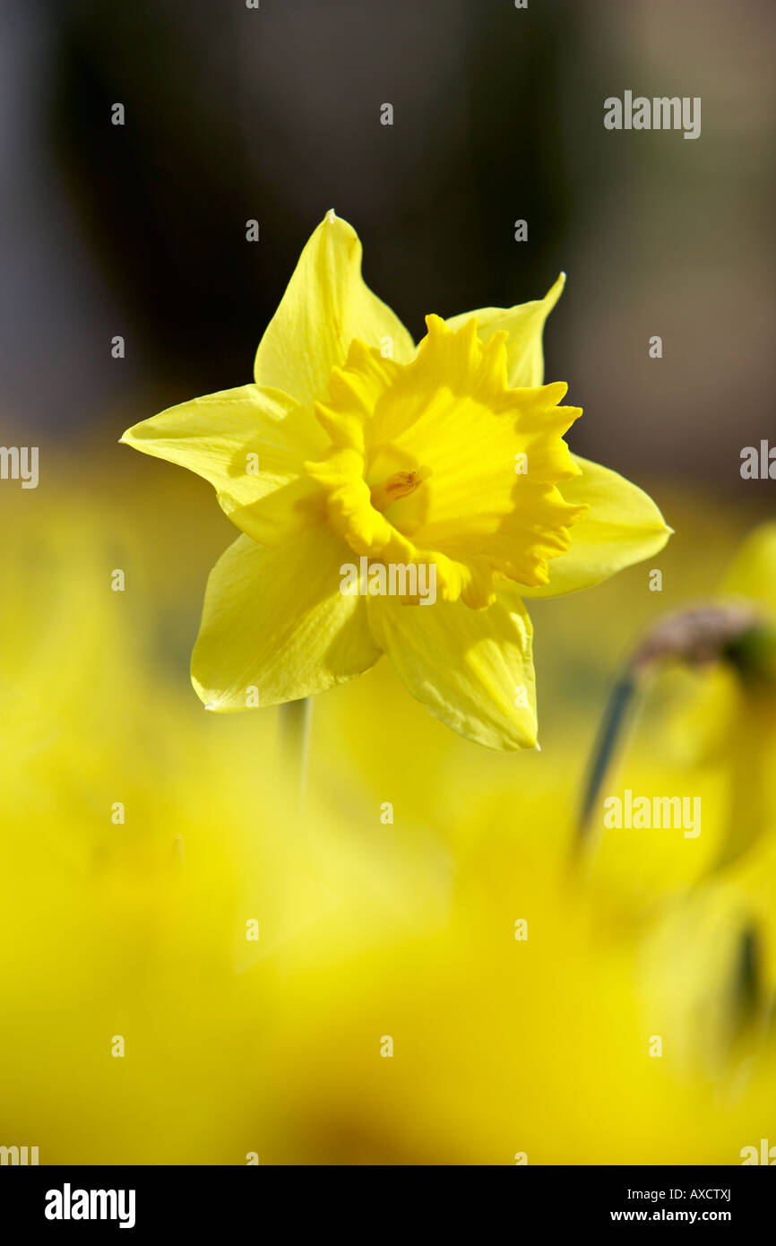 Daffodil nel campo di narcisi Foto Stock