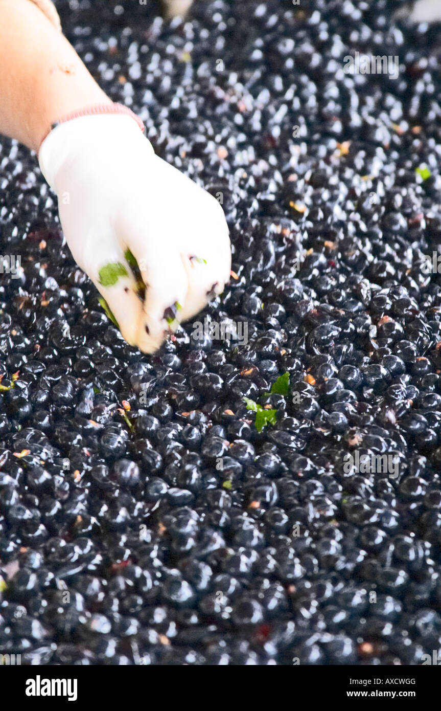 Selezione a mano il cattivo uva ad un tavolo di cernita. Il Merlot. Chateau Paloumey, Haut Medoc, Bordeaux, Francia. Foto Stock