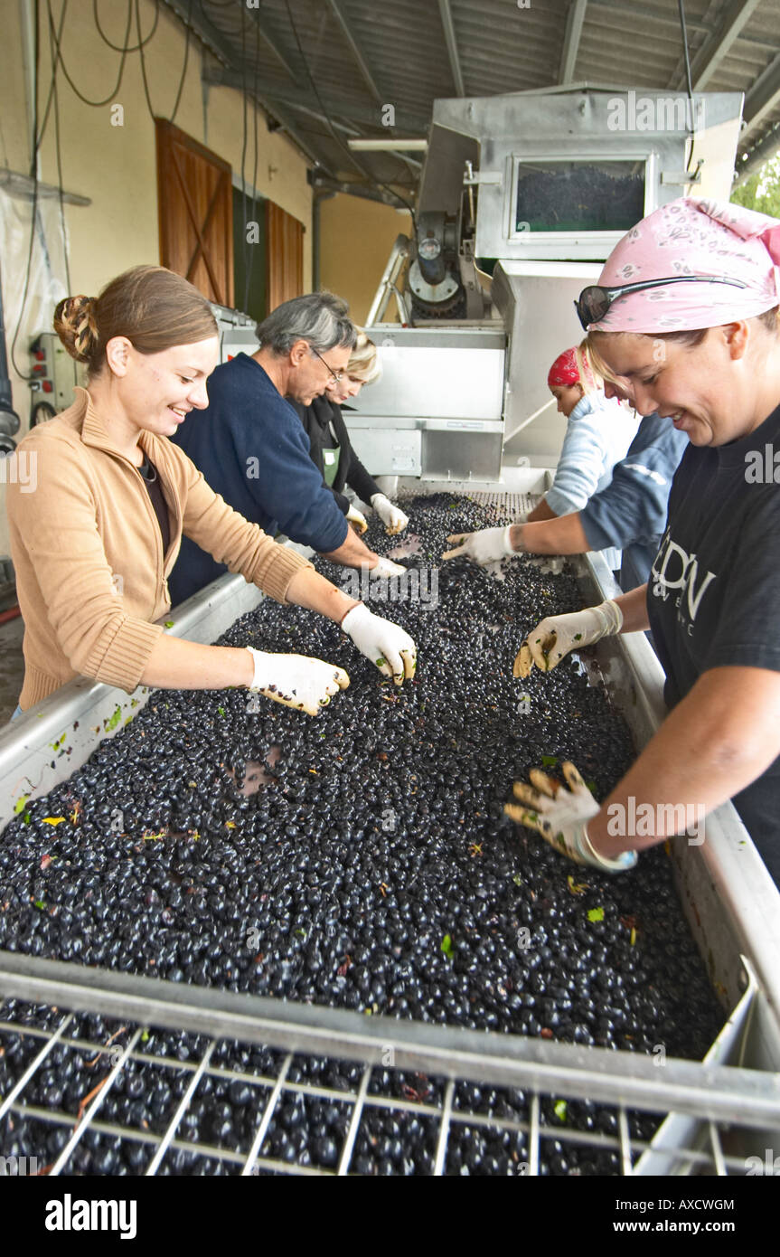 Selezione a mano il cattivo uva ad un tavolo di cernita. Il Merlot. Chateau Paloumey, Haut Medoc, Bordeaux, Francia. Foto Stock