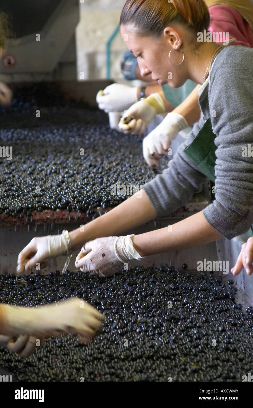 Selezione a mano il cattivo uva ad un tavolo di cernita. Il Merlot. Chateau Kirwan, Margaux Medoc, Bordeaux, Francia Foto Stock