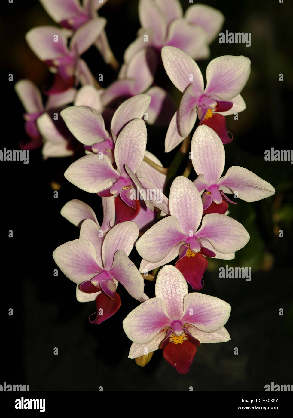 Rosa fiori di orchidea tropicale di piante Esotiche piante blossom Foto Stock