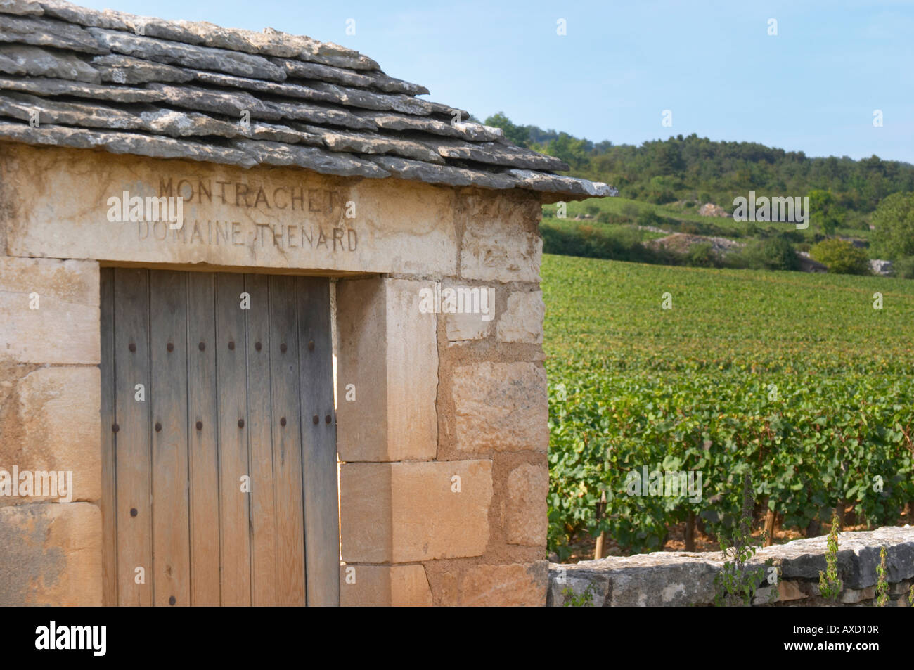 Vigneto. Domaine Thenard. 'Le Montrachet' Grand Cru, Puligny Montrachet, Cote de Beaune, d'Or, Borgogna, Francia Foto Stock