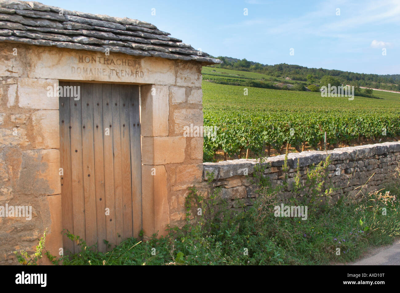 Vigneto. Domaine Thenard. 'Le Montrachet' Grand Cru, Puligny Montrachet, Cote de Beaune, d'Or, Borgogna, Francia Foto Stock