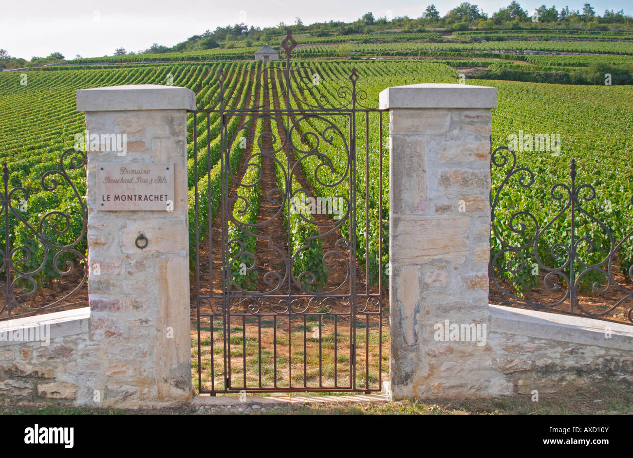 Vigneto. Domaine Bouchard Pere et Fils. 'Le Montrachet' Grand Cru, Puligny Montrachet, Cote de Beaune, d'Or, Borgogna, Francia Foto Stock