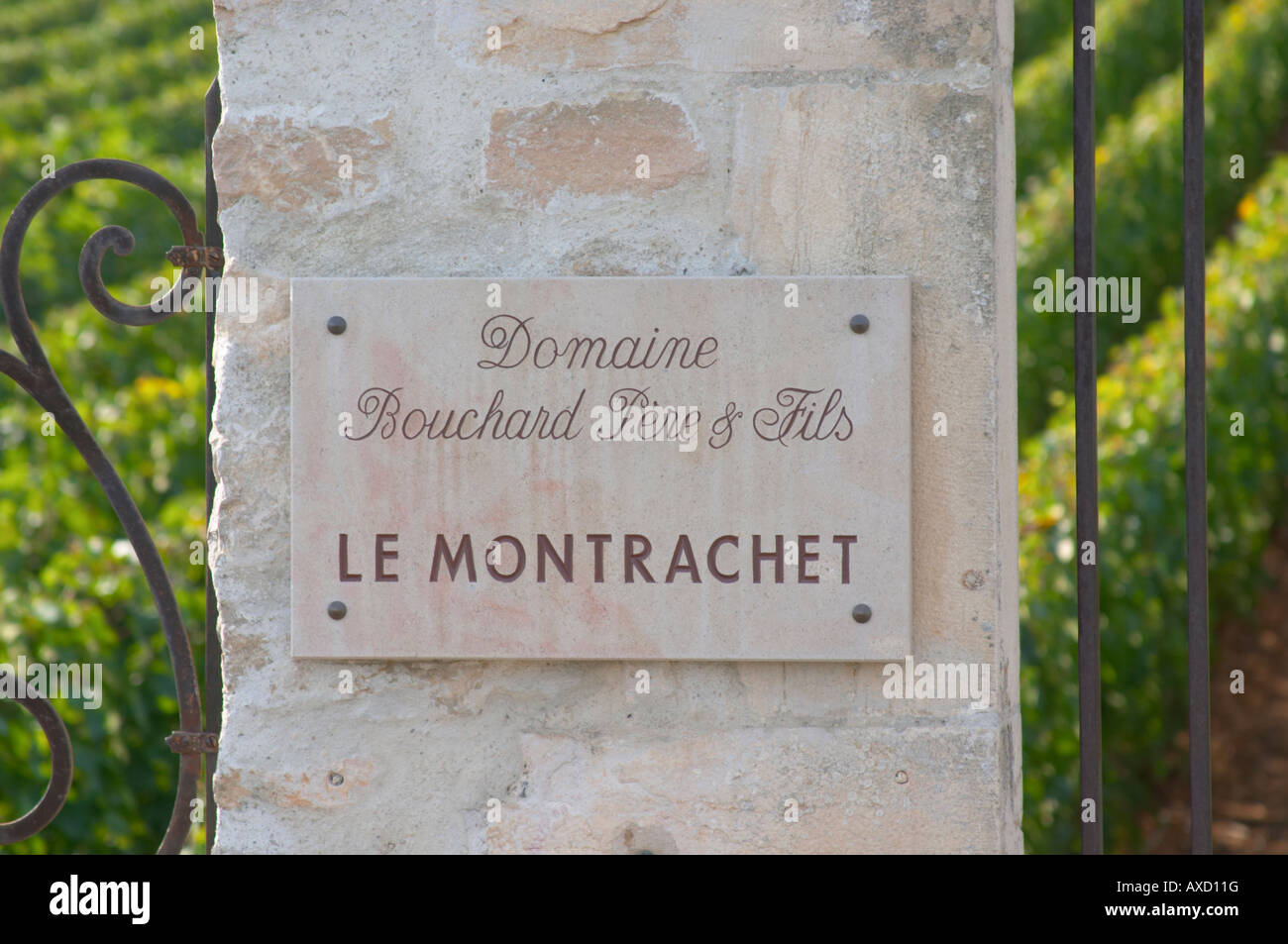 Vigneto. Domaine Bouchard Pere et Fils. 'Le Montrachet' Grand Cru, Puligny Montrachet, Cote de Beaune, d'Or, Borgogna, Francia Foto Stock