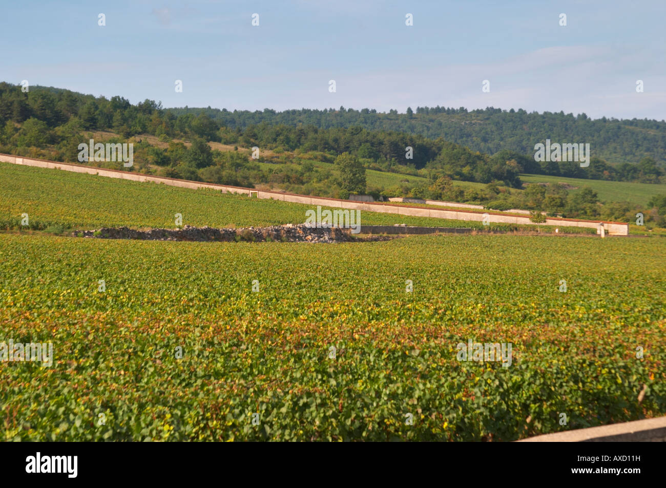 Vigneto. Chevalier Montrachet nel retro. 'Le Montrachet' Grand Cru, Puligny Montrachet, Cote de Beaune, d'Or Borgogna Francia Foto Stock