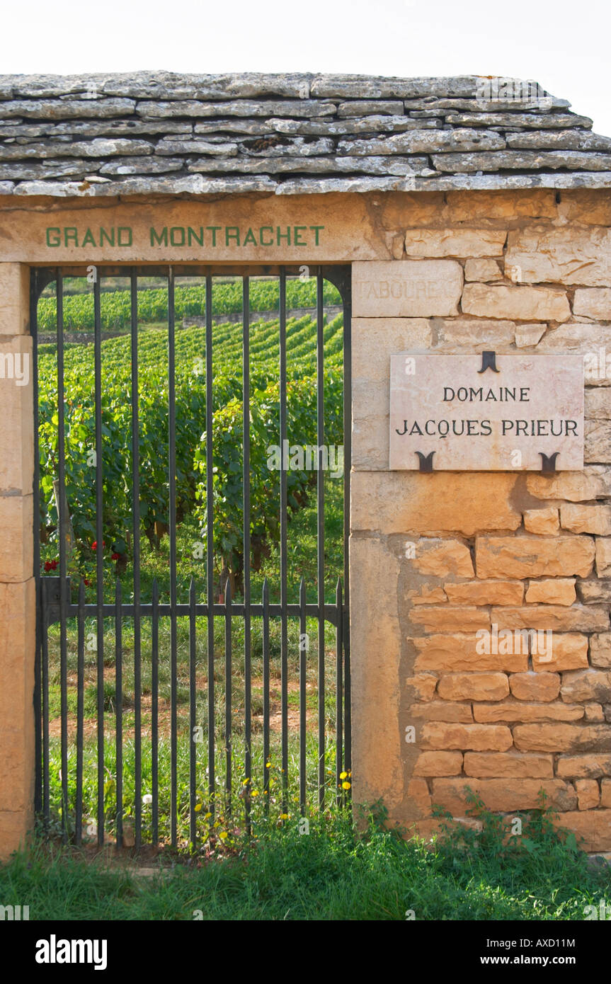 Vigneto. Grand Montrachet, Dom Jacques Prieur. Le Montrachet Grand Cru, Puligny Montrachet, Cote de Beaune, Borgogna, Francia Foto Stock