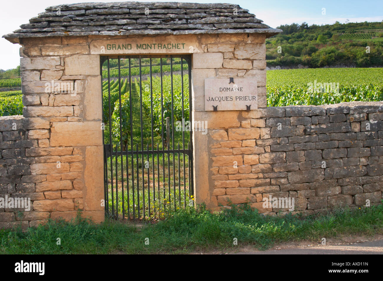 Vigneto. Grand Montrachet, Dom Jacques Prieur. Le Montrachet Grand Cru, Puligny Montrachet, Cote de Beaune, Borgogna, Francia Foto Stock