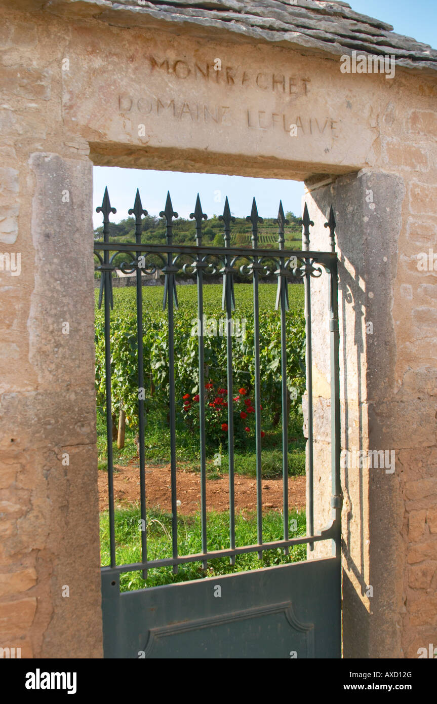 Vigneto. Domaine Leflaive. 'Le Montrachet' Grand Cru, Puligny Montrachet, Cote de Beaune, d'Or, Borgogna, Francia Foto Stock