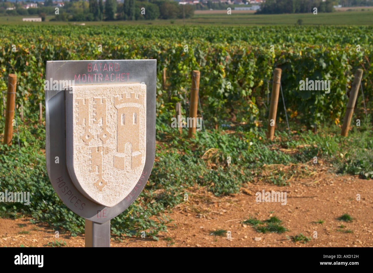 Vigneto. Batard Montrachet, Hospices de Beaune. Le Montrachet Grand Cru, Puligny Montrachet, Cote de Beaune Borgogna Francia Foto Stock