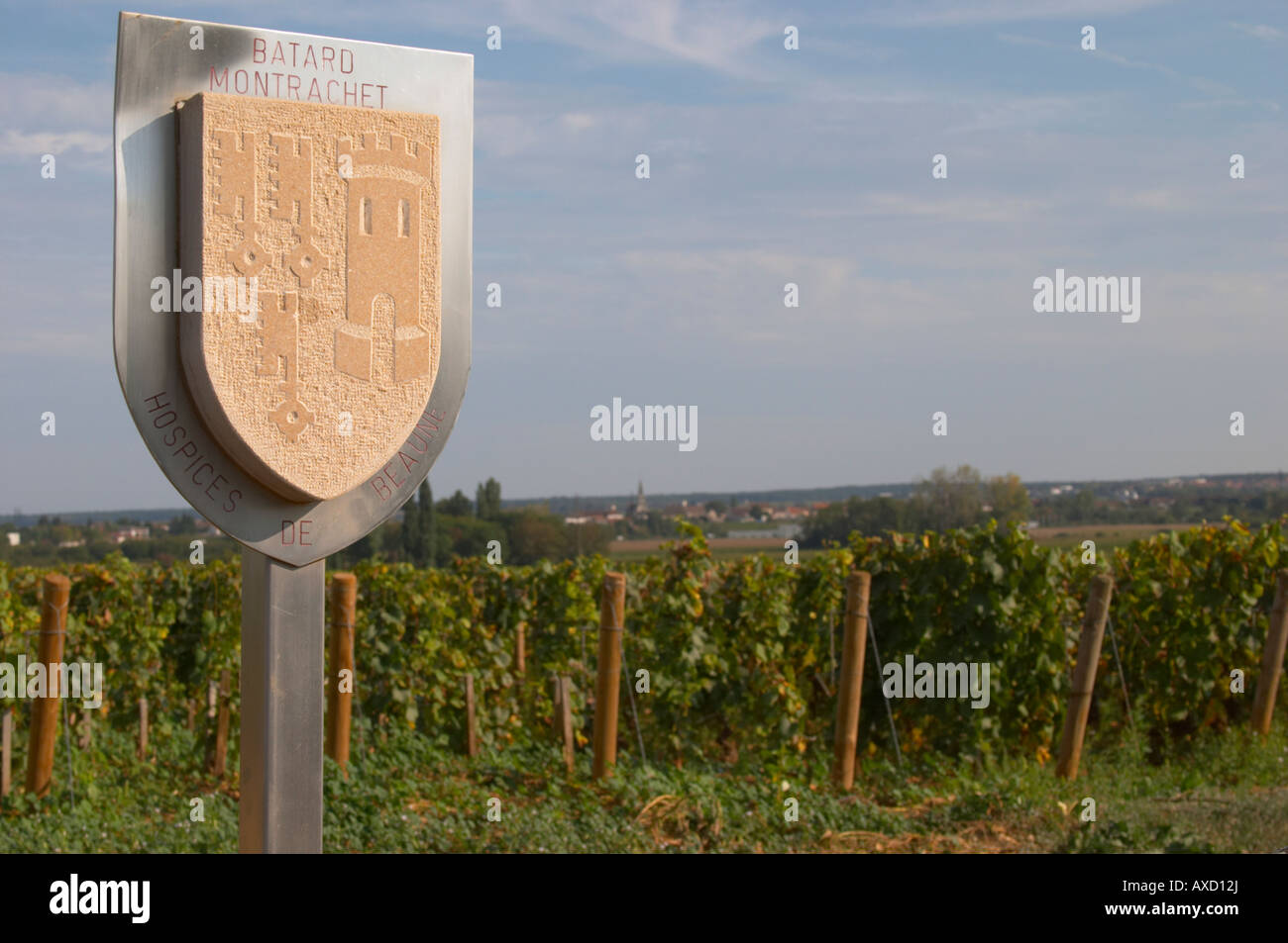 Vigneto. Batard Montrachet, Hospices de Beaune. Le Montrachet Grand Cru, Puligny Montrachet, Cote de Beaune Borgogna Francia Foto Stock