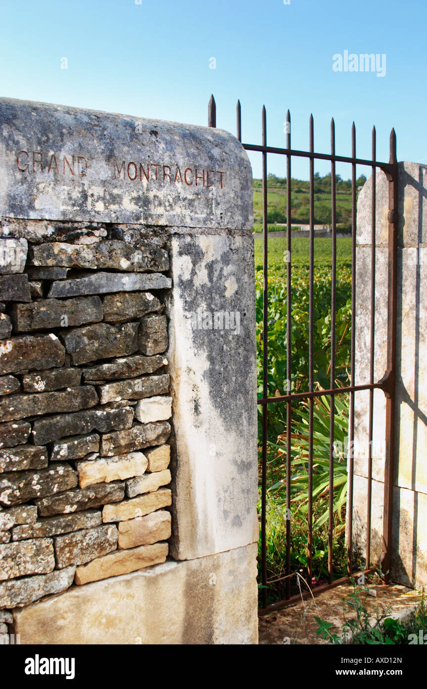 Vigneto. Grand Montrachet. 'Le Montrachet' Grand Cru, Puligny Montrachet, Cote de Beaune, d'Or, Borgogna, Francia Foto Stock