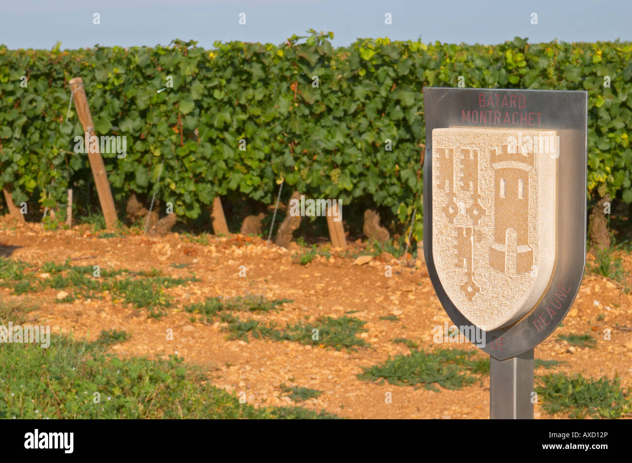 Vigneto. Batard Montrachet, Hospices de Beaune. Le Montrachet Grand Cru, Puligny Montrachet, Cote de Beaune Borgogna Francia Foto Stock