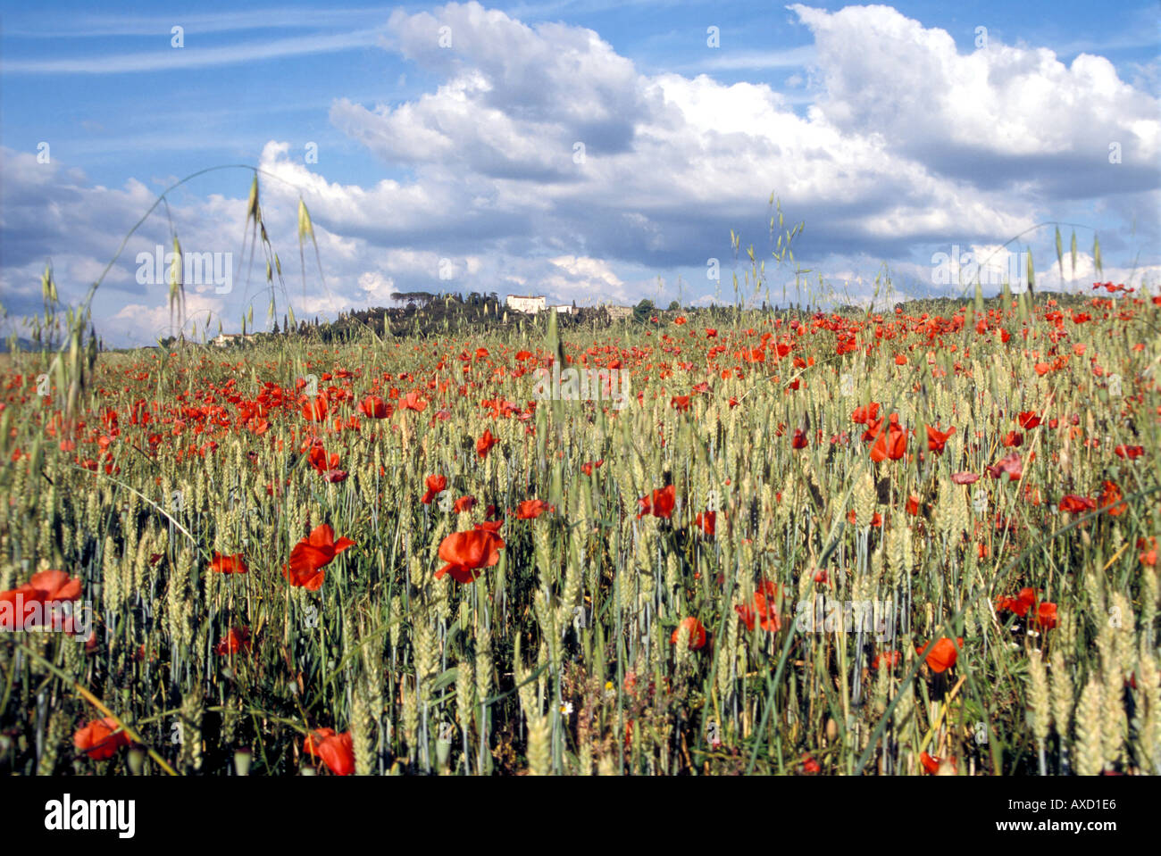 Europa Italia Toscana paesaggio toscano con campo di grano e di papaveri e cielo blu con nuvole Foto Stock