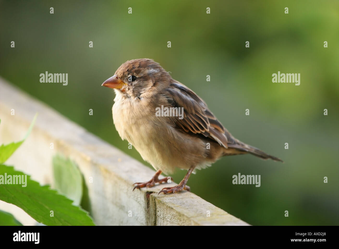 Femmina di casa passero Passer domesticus sulla recinzione Foto Stock