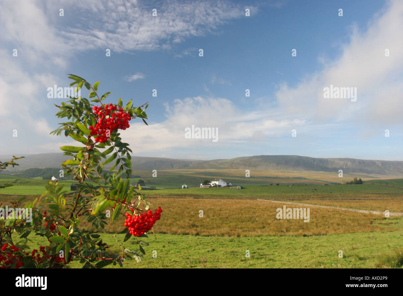 Rowan bacche Sorbus aucuparia e cadde Cronkley Teesdale superiore della Contea di Durham Foto Stock