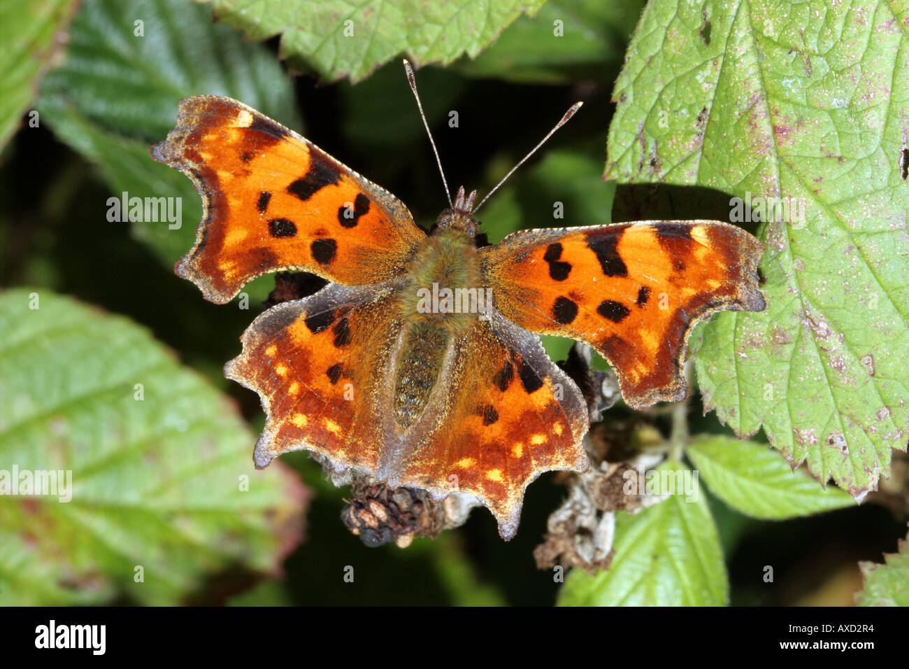 Virgola Butterfly Polygonia c album alimentazione su Blackberry frutto Rubus fruticosus Foto Stock