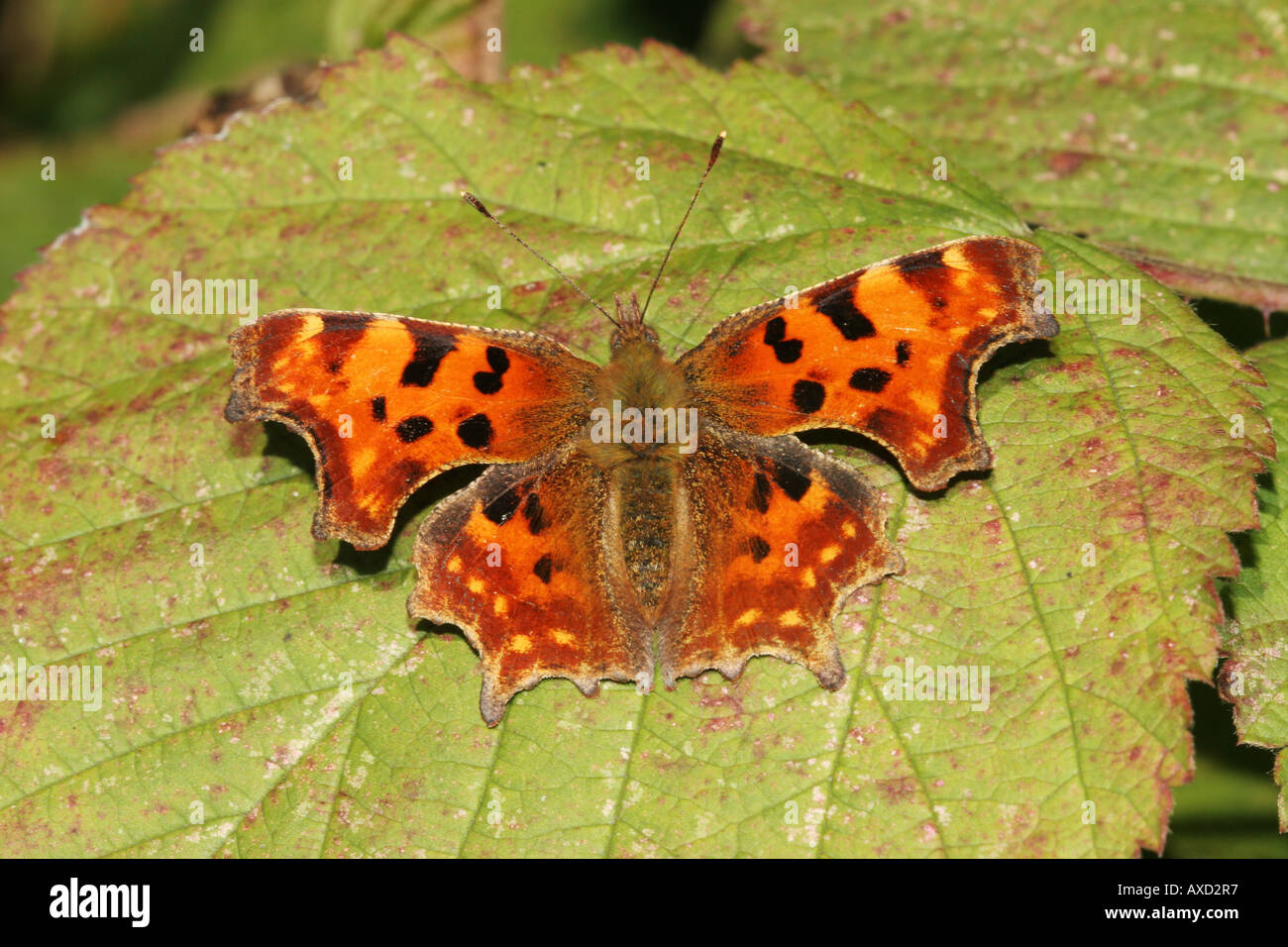 Virgola Butterfly Polygonia c album su foglia di Blackberry Foto Stock
