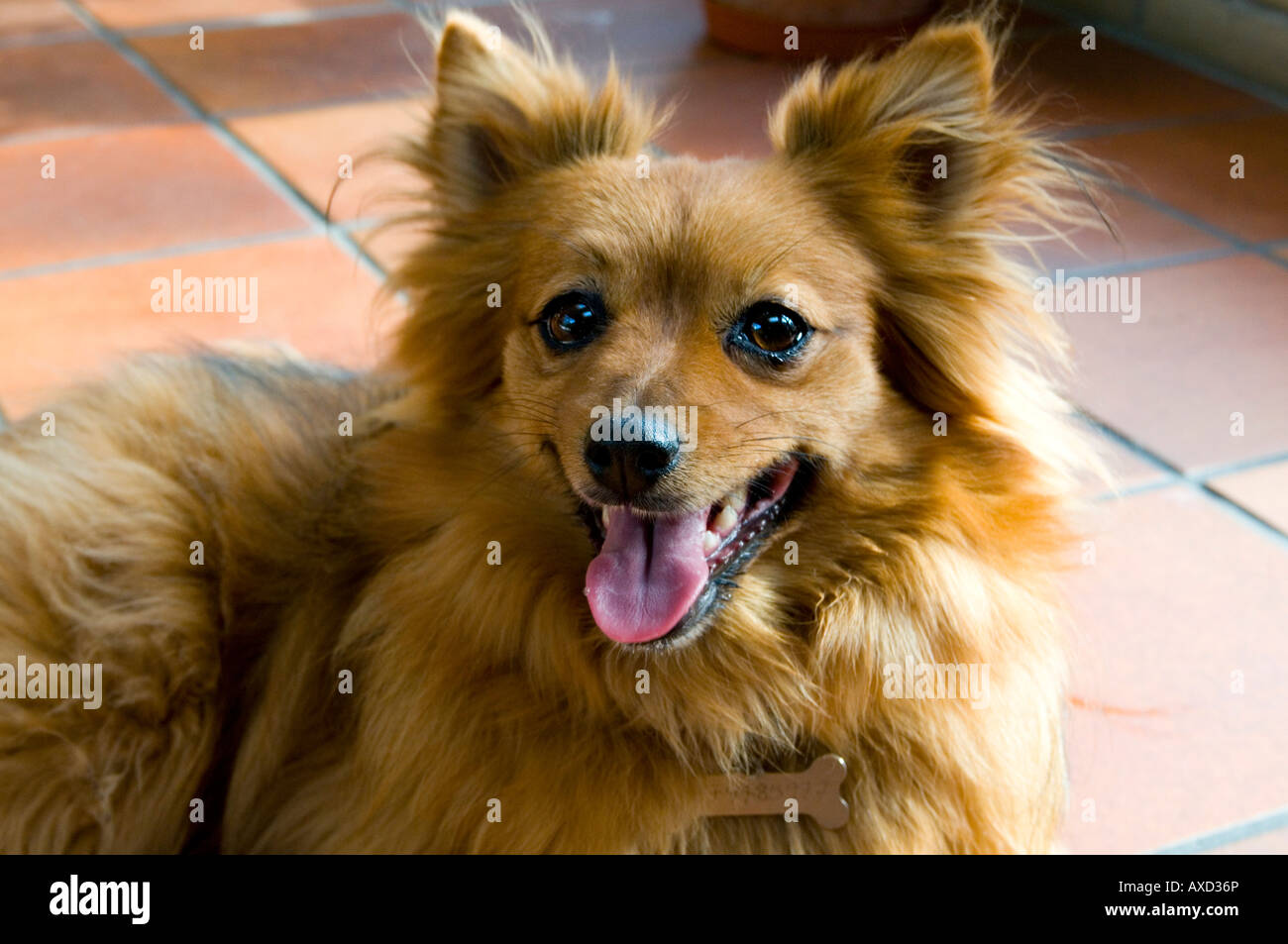 Un grazioso piccolo cane terrier Foto Stock