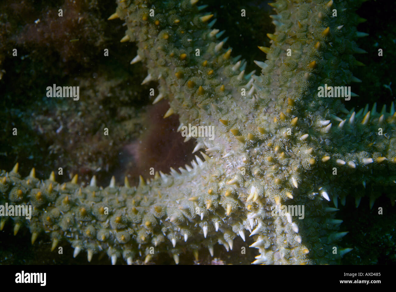 Starfish spinosa (Marthasterias glacialis), Marsiglia, Francia. Foto Stock