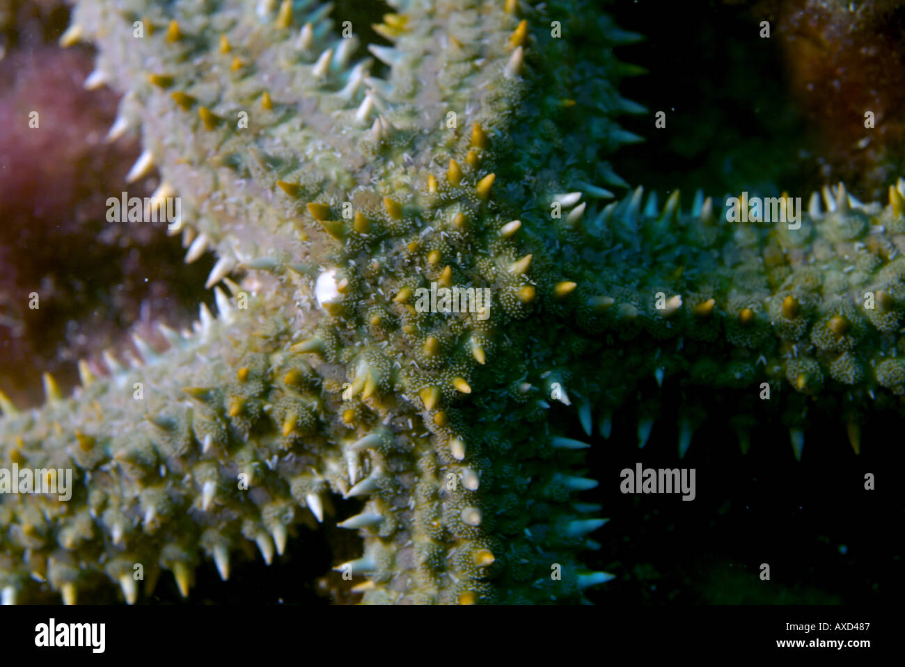 Starfish spinosa (Marthasterias glacialis), Marsiglia, Francia. Foto Stock