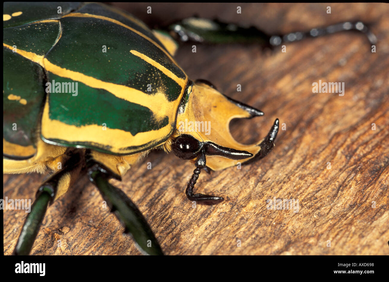 Scarabeo invertebrati maschio Foto Stock