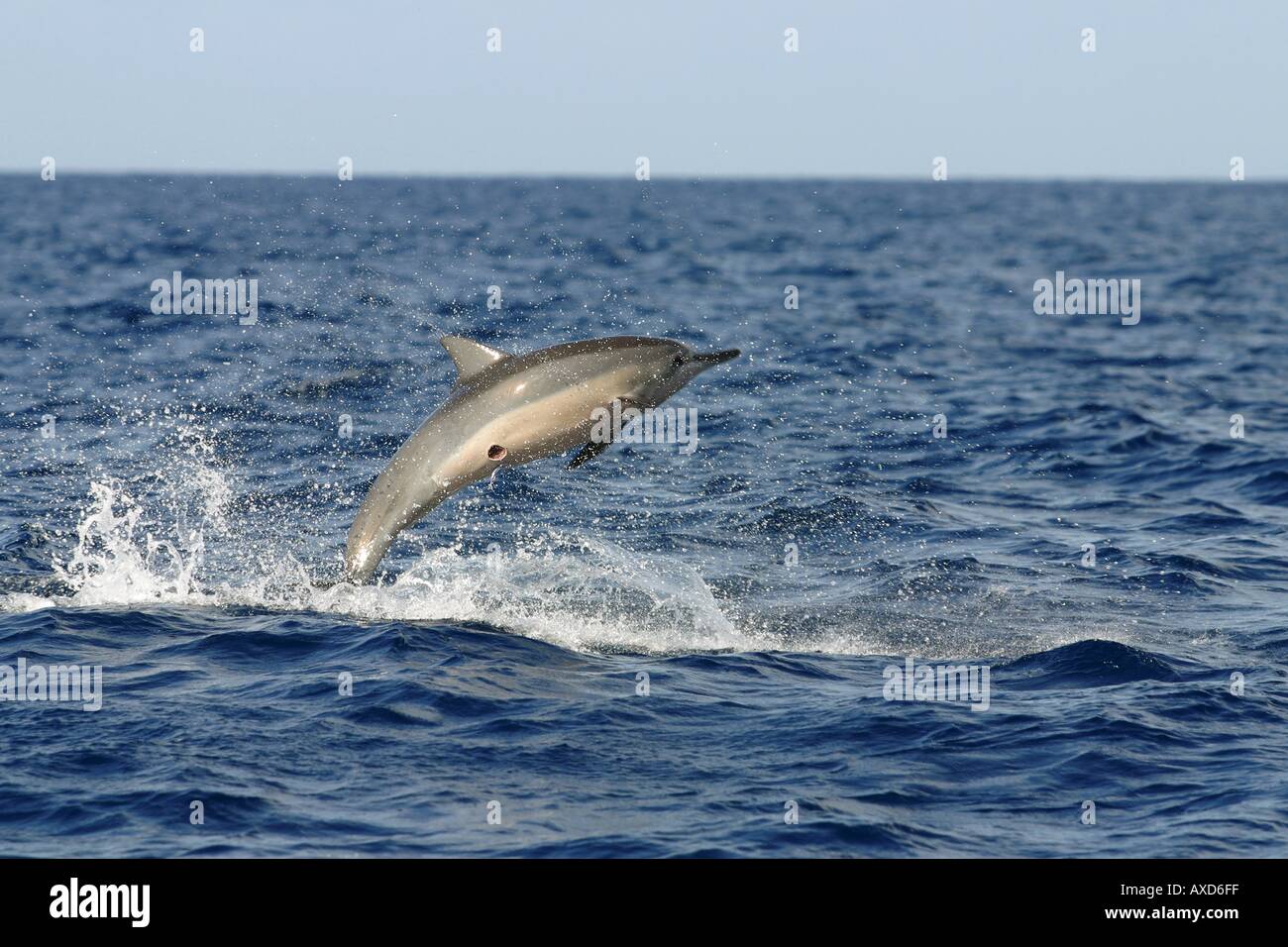 Questo sfortunato spinner Delfino Stenella longirostris mostra vizioso danni circolare di una formina shark su di esso s unde Foto Stock