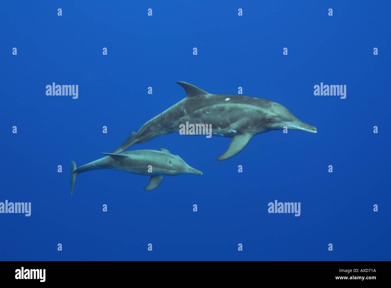 Ruvida delfino dentata Steno bredanensis raramente si verificano vicino alla riva con eccezione delle Hawaii Foto Stock