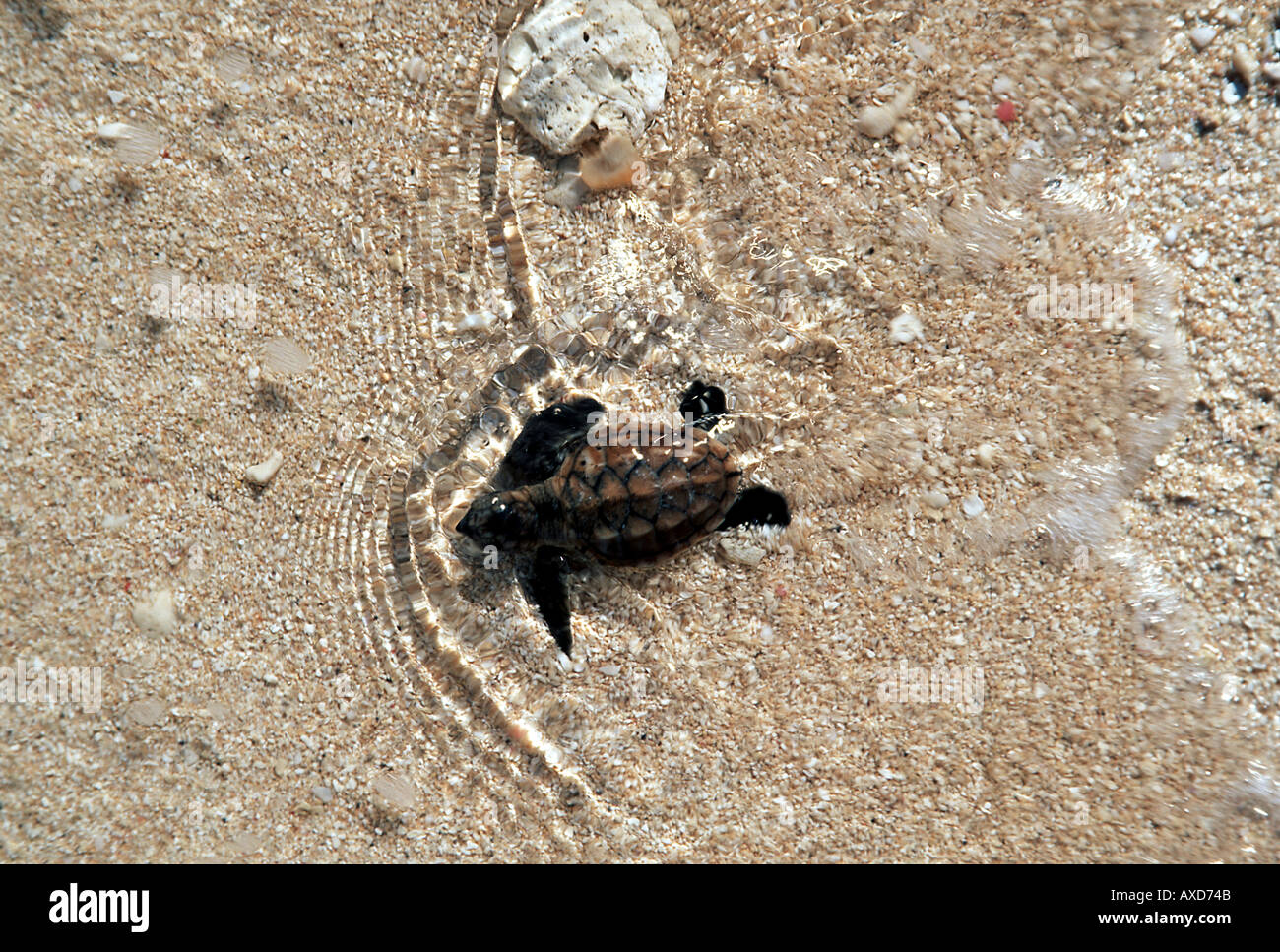 Un solo a tratteggio tartaruga embricata Eretmochelys imbricata rendendo il suo modo attraverso la sabbia all'oceano Figi Foto Stock