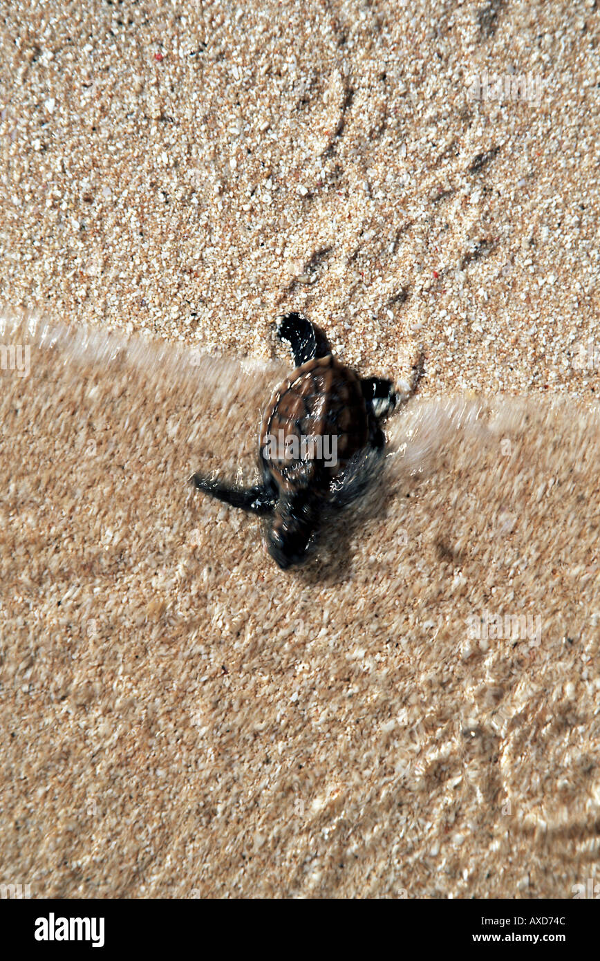 Un solo a tratteggio tartaruga embricata Eretmochelys imbricata rendendo il suo modo attraverso la sabbia all'oceano Figi Foto Stock