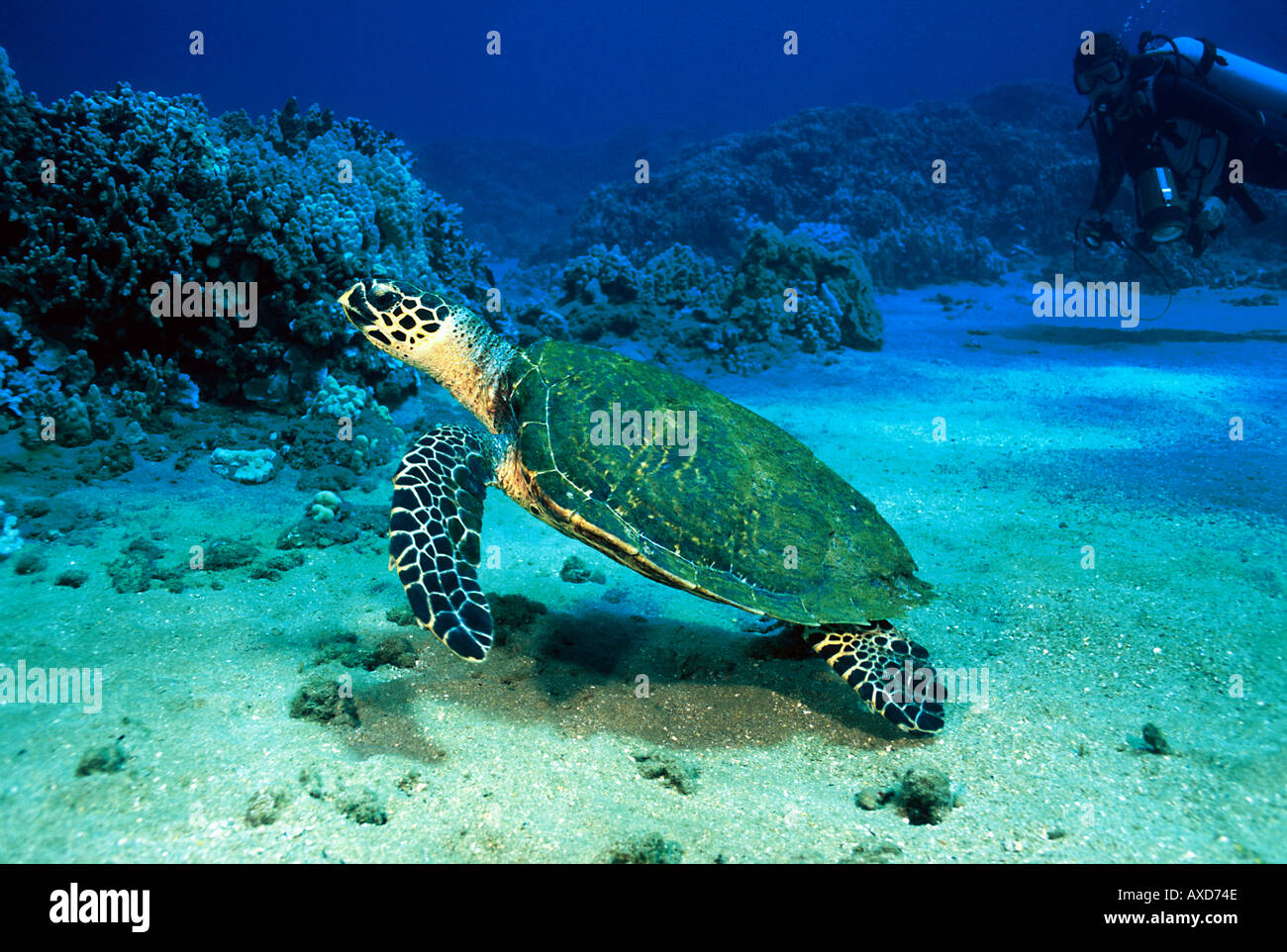 Una tartaruga embricata Eretmochelys imbricata e subacqueo signor su un reef hawaiano Foto Stock