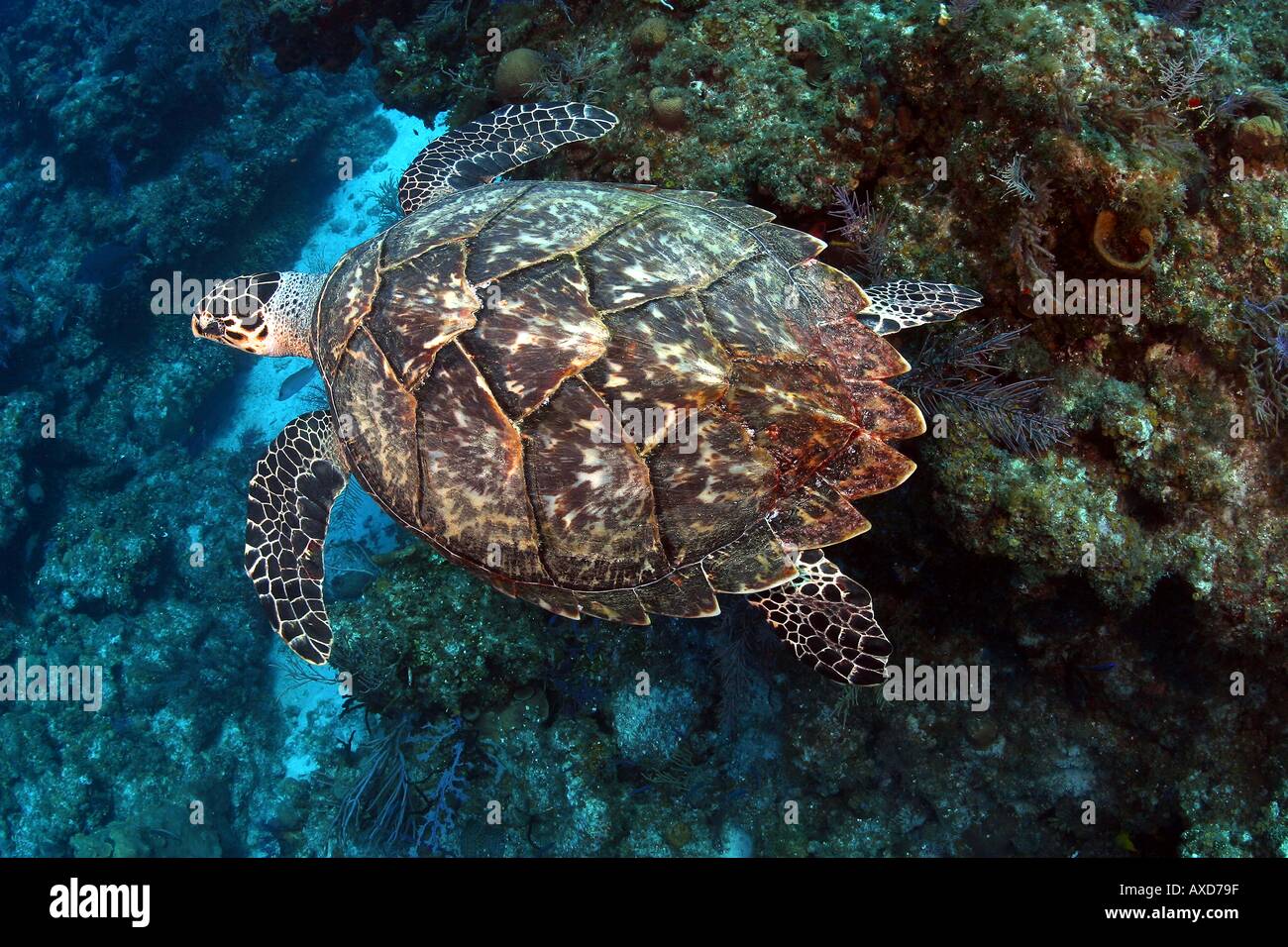 Questo angolo di una tartaruga embricata Eretmochelys imbricata mostra il bordo seghettato della porzione posteriore di esso s shell Bahamas Foto Stock