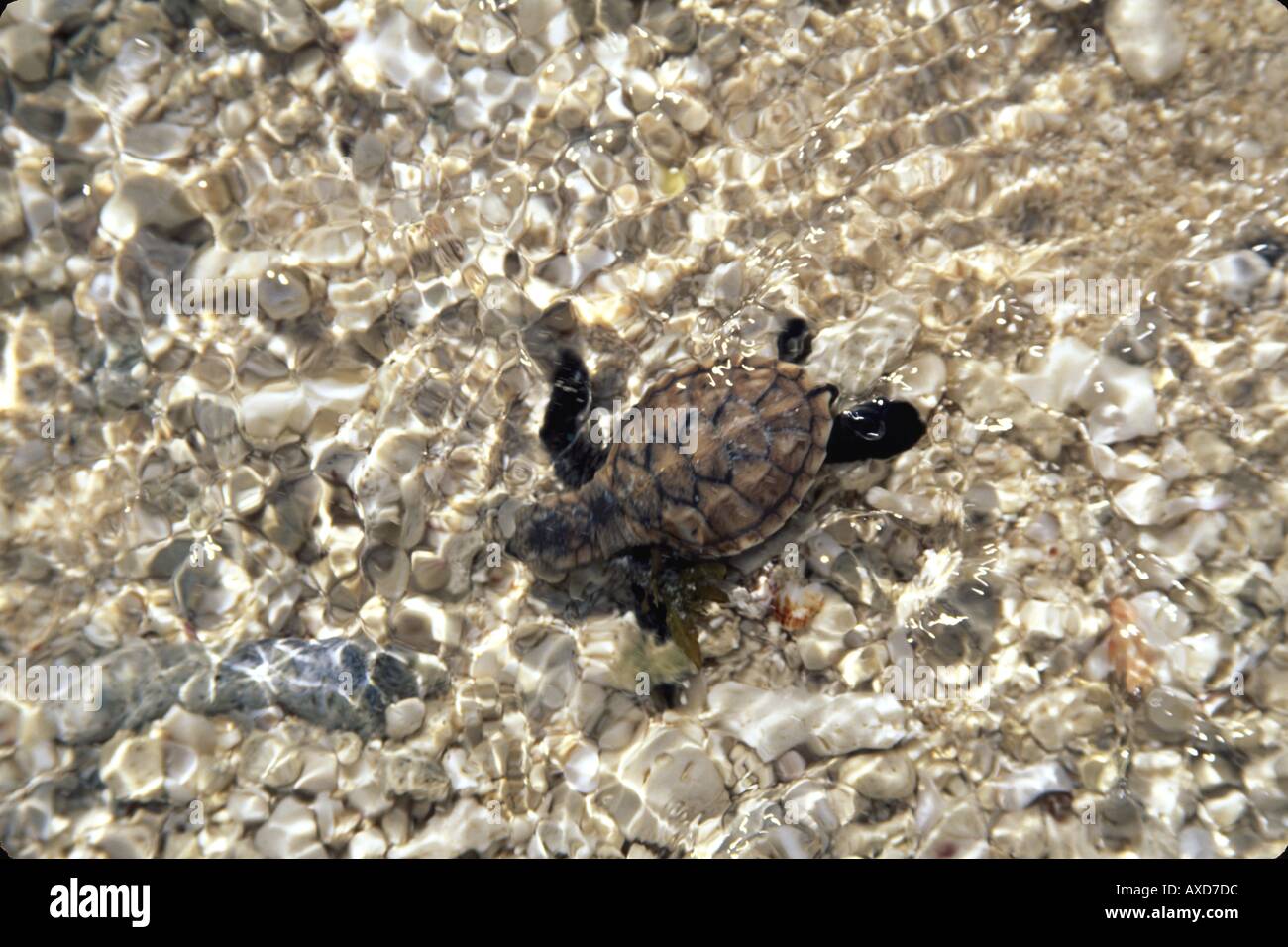 Un solo a tratteggio tartaruga embricata Eretmochelys imbricata ha appena reso attraverso la sabbia all'oceano Figi Foto Stock