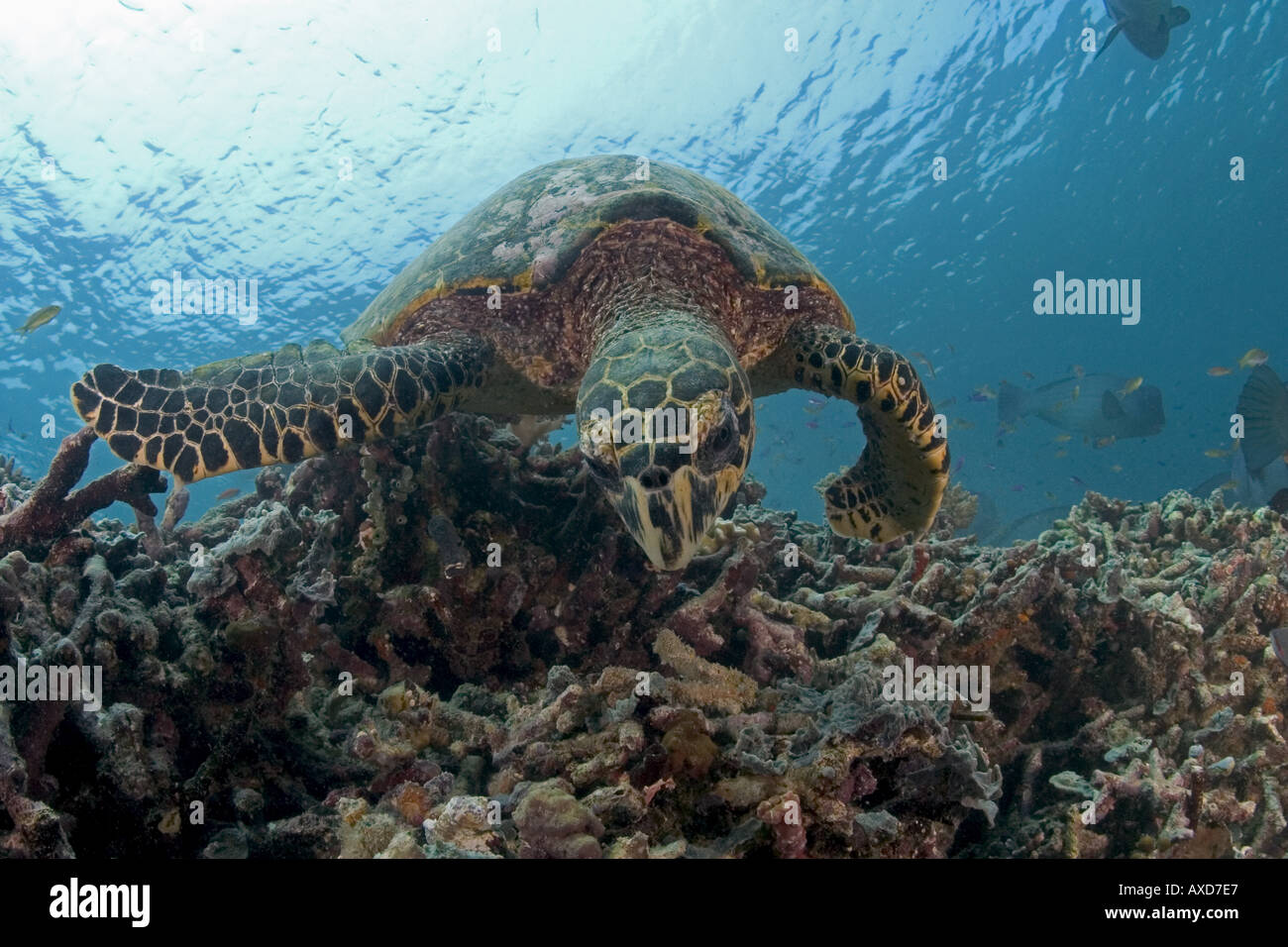 La tartaruga embricata Eretmochelys imbricata Sipidan Isola della Malaysia Foto Stock