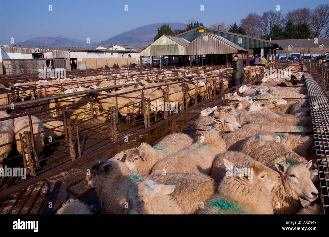 Penned pecore al settimanale aste di bestiame a Abergavenny Monmouthshire mercato South Wales UK UE Foto Stock