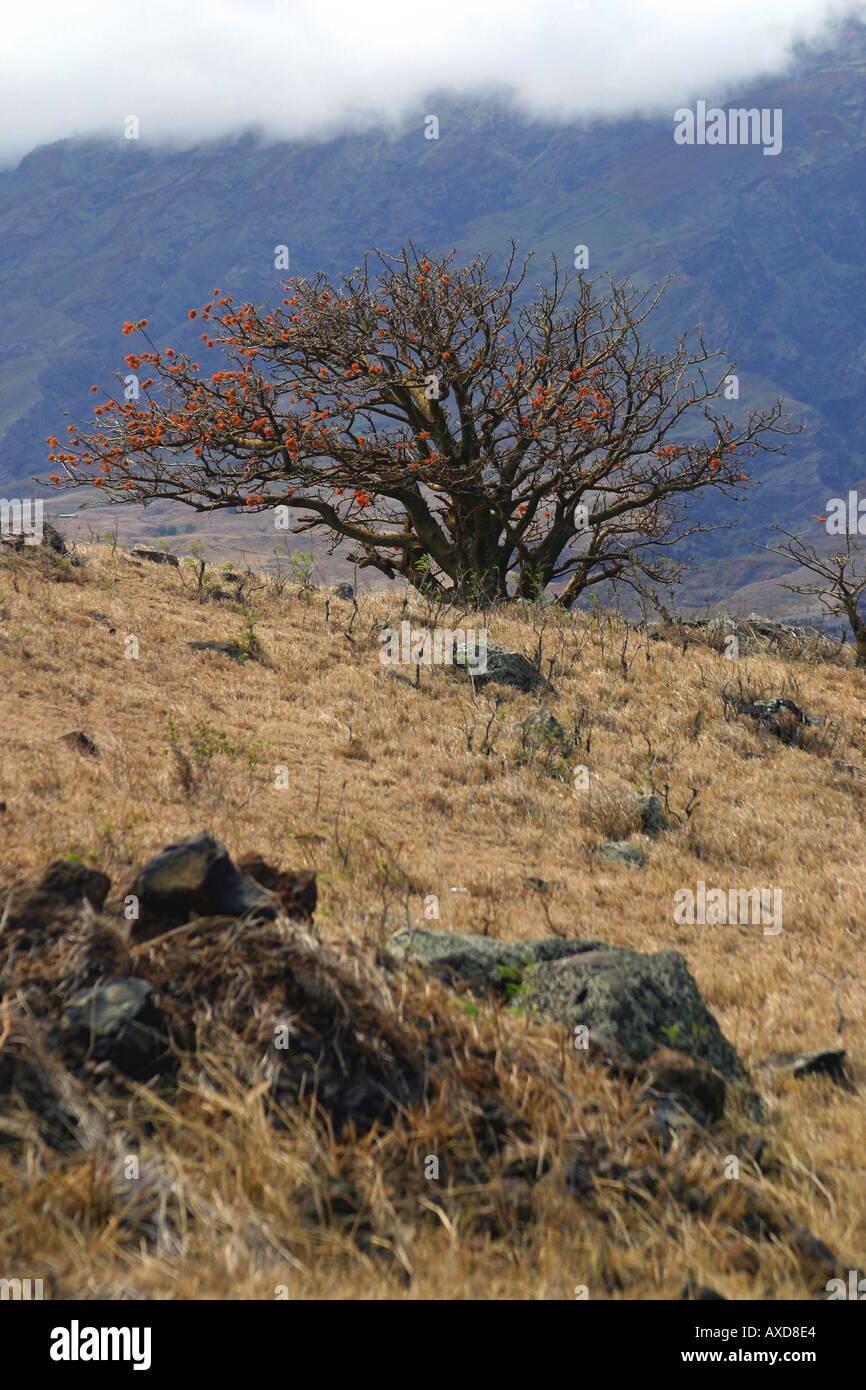 Nativo di albero wiliwili Erythrina sandwicensis lato ovest di Maui Hawaii Foto Stock