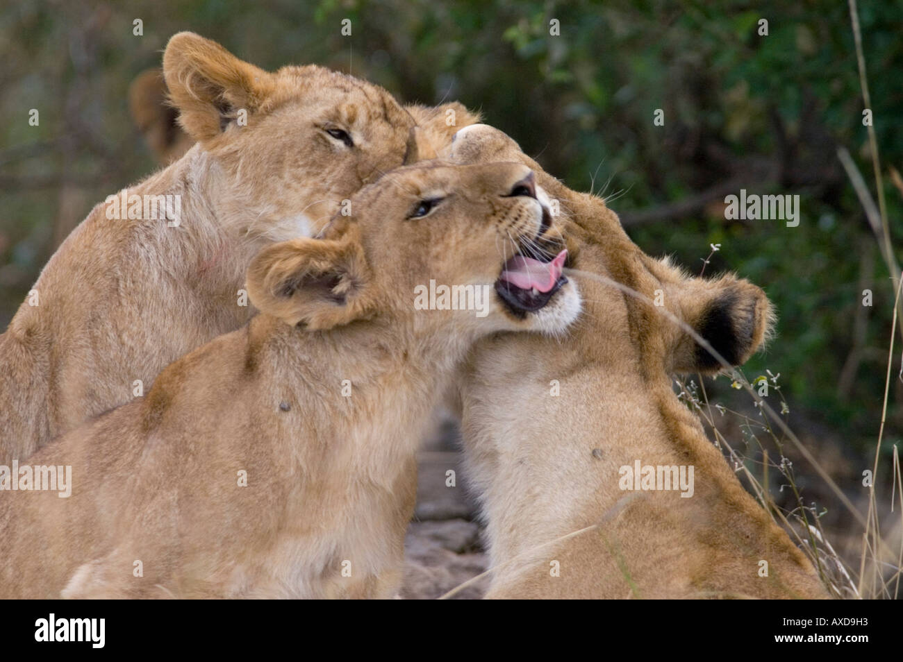 I Lions toelettatura del nord del Serengeti Tanzania Panthera leo Foto Stock